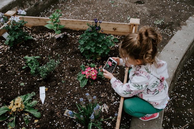 A young girl, 3 years old, take a picture of a plant in a garden with an iPhone.